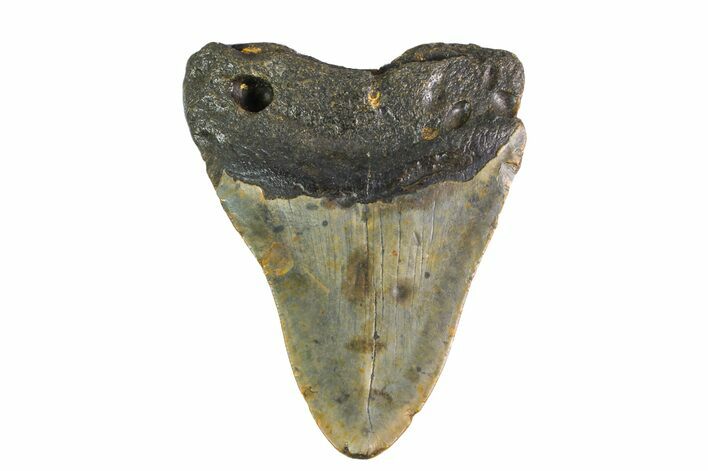 Bargain, Fossil Megalodon Tooth - North Carolina #153120